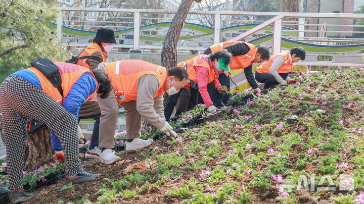 [과천=뉴시스] '굴다리길 꽃 입히기'에 나선 시민들이 꽃길 조성을 하고 있다. (사진=과천시 제공).2026.03.13. photo@newsis.com