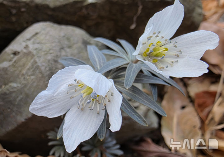 [울산=뉴시스] 배병수 기자 = 12일 울산 북구 향토전마을 인근 산기슭에 봄의 전령 변산바람꽃이 활짝 꽃망울을 터뜨려 봄 소식을 전하고 있다. 2026.03.12. bbs@newsis.com.