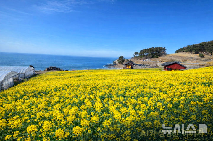 영광 백수해안도로 유채꽃 경관단지. (사진=영광군 제공) photo@newsis.com *재판매 및 DB 금지