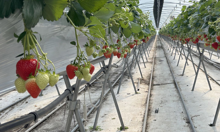 [곡성=뉴시스] 전남 곡성군 딸기 재배 육성. (사진=곡성군청 제공). photo@newsis.com *재판매 및 DB 금지