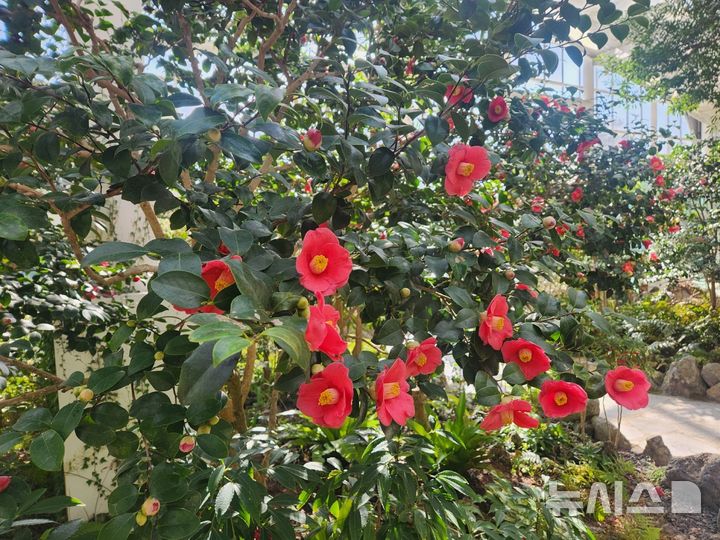 [여주=뉴시스] 황학산 난대식물원의 동백꽃(사진=여주시 제공) 2026.03.13. photo@newsis.com