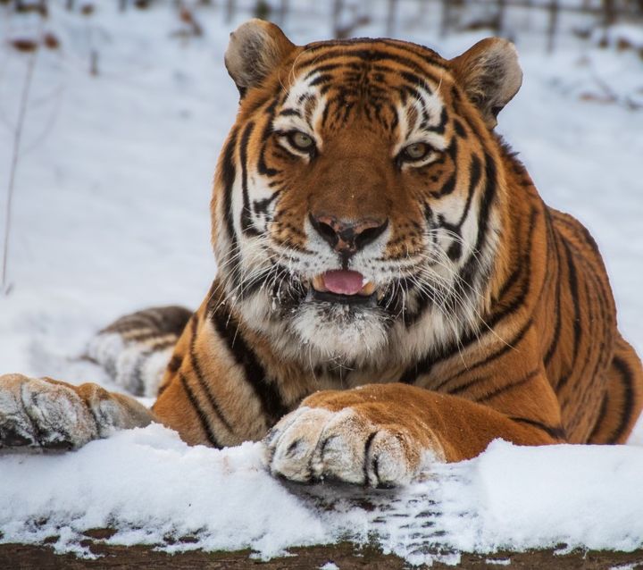 [뉴시스] 미국 미시간주의 한 동물원에서 생활하던 아무르호랑이가 건강 악화로 안락사되면서 동물원 직원들과 방문객들이 애도를 표하고 있다. (사진=페이스북 'Potter Park Zoo' 캡처) *재판매 및 DB금지 *재판매 및 DB 금지