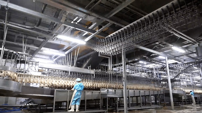 [익산=뉴시스] 김상윤 기자 = 닭이 도계를 위해 운반되고 있다(사진=하림) *재판매 및 DB 금지