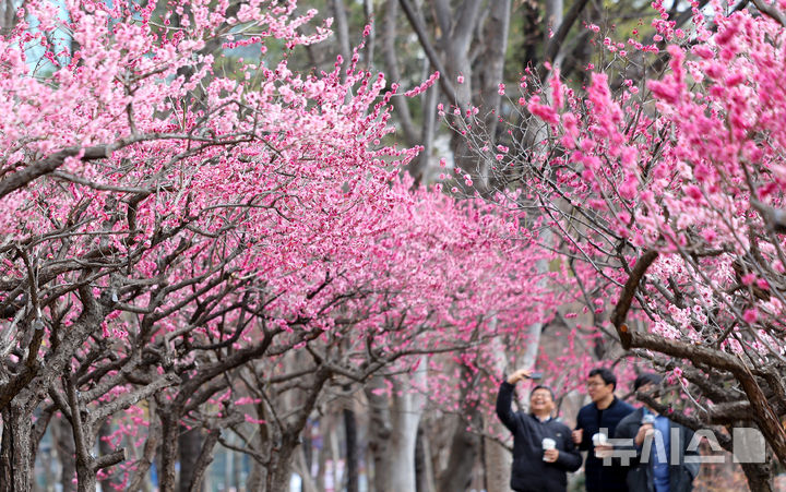 [대구=뉴시스] 이무열 기자 = 13일 대구 중구 국채보상운동기념공원에 홍매화가 활짝 피어있다. 2026.03.13. lmy@newsis.com