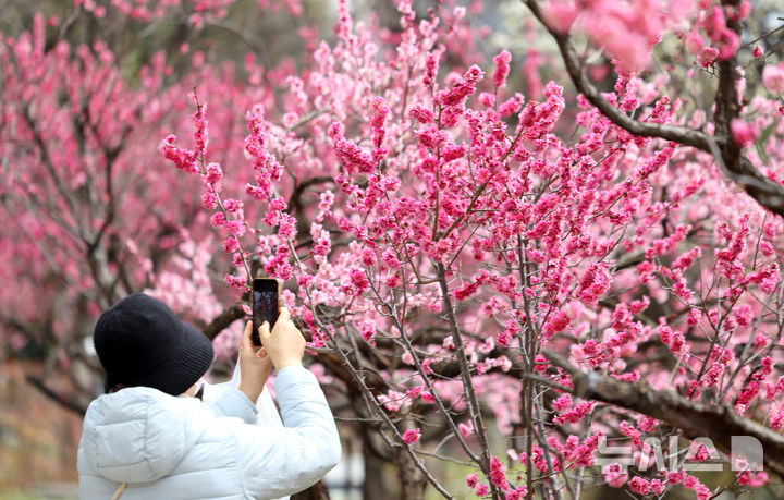 [대구=뉴시스] 이무열 기자 = 13일 대구 중구 국채보상운동기념공원에 홍매화가 활짝 피어있다. 2026.03.13. lmy@newsis.com