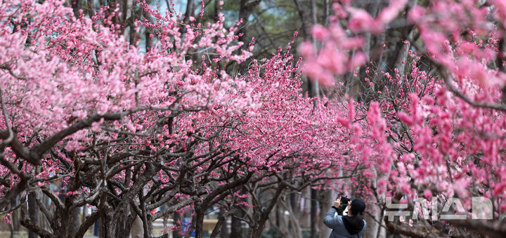[대구=뉴시스] 이무열 기자 = 13일 대구 중구 국채보상운동기념공원에 홍매화가 활짝 피어있다. 2026.03.13. lmy@newsis.com