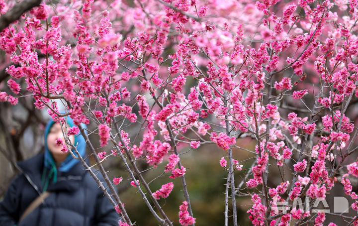 [대구=뉴시스] 이무열 기자 = 13일 대구 중구 국채보상운동기념공원에 홍매화가 활짝 피어있다. 2026.03.13. lmy@newsis.com