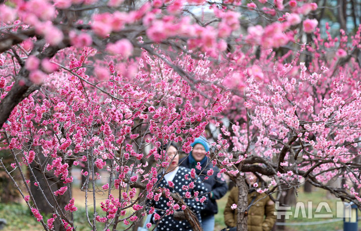 [대구=뉴시스] 이무열 기자 = 13일 대구 중구 국채보상운동기념공원에 홍매화가 활짝 피어있다. 2026.03.13. lmy@newsis.com
