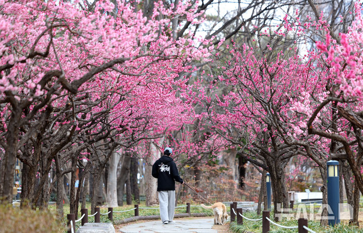 [대구=뉴시스] 이무열 기자 = 13일 대구 중구 국채보상운동기념공원에 홍매화가 활짝 피어있다. 2026.03.13. lmy@newsis.com