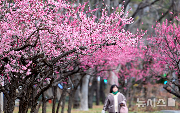 [대구=뉴시스] 이무열 기자 = 13일 대구 중구 국채보상운동기념공원에 홍매화가 활짝 피어있다. 2026.03.13. lmy@newsis.com