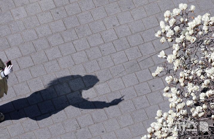 [부산=뉴시스] 하경민 기자 = 포근한 날씨를 보인 13일 부산 수영구의 한 아파트에서 시민이 휴대전화로 활짝 핀 목련을 찍고 있다. 2026.03.13. yulnetphoto@newsis.com