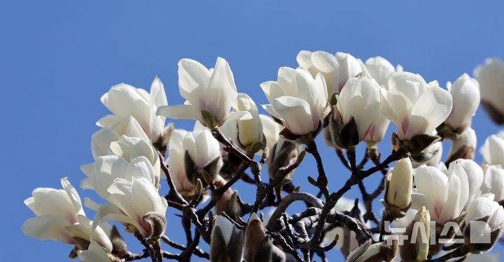 ([부산=뉴시스] 하경민 기자 = 포근한 날씨를 보인 13일 부산 수영구의 한 아파트 화단에 목련이 활짝 펴 시민들의 눈길을 사로잡고 있다. 2026.03.13. yulnetphoto@newsis.com