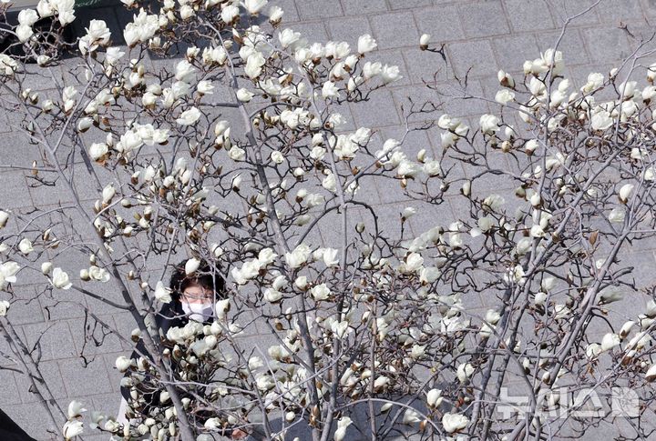 ([부산=뉴시스] 하경민 기자 = 포근한 날씨를 보인 13일 부산 수영구의 한 아파트 화단에 목련이 활짝 펴 시민들의 눈길을 사로잡고 있다. 2026.03.13. yulnetphoto@newsis.com