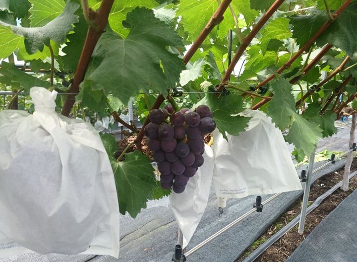 [세종=뉴시스] 거제 포도 재배농가 모습. (사진=농촌진흥청 제공) *재판매 및 DB 금지