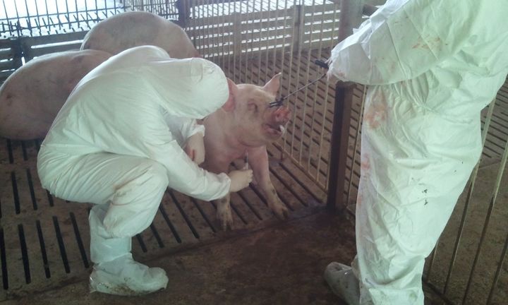 [청주=뉴시스] 충북도 아프리카돼지열병(ASF) 일제 검사. (사진=충북도 제공) 2026.03.14. photo@newsis.com *재판매 및 DB 금지