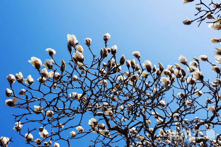 [남해=뉴시스] 차용현 기자 = 주말인 14일 오후 경남 남해군 남해읍 남해성당 정원에 봄의 전령 목련꽃이 꽃망울을 터뜨려 봄 소식을 전하고 있다. 2026.03.14. con@newsis.com