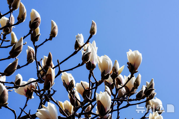 [남해=뉴시스] 차용현 기자 = 주말인 14일 오후 경남 남해군 남해읍 남해성당 정원에 봄의 전령 목련꽃이 꽃망울을 터뜨려 봄 소식을 전하고 있다. 2026.03.14. con@newsis.com