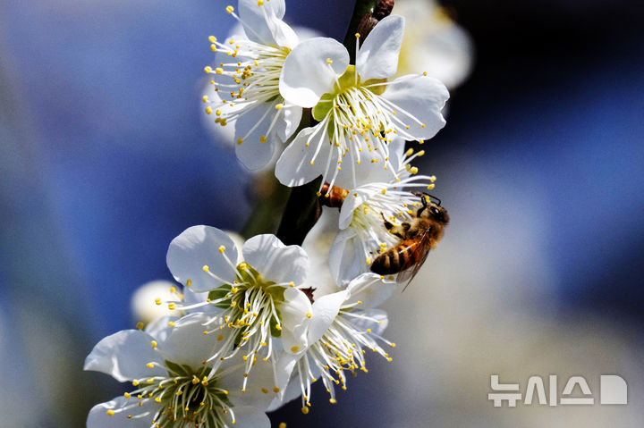 [남해=뉴시스] 차용현 기자 = 주말인 14일 오후 경남 남해군 고현면 인근 들녘에 봄의 전령 매화꽃이 활짝 꽃망울을 터뜨려 봄 소식을 전하고 있다. 2026.03.14. con@newsis.com