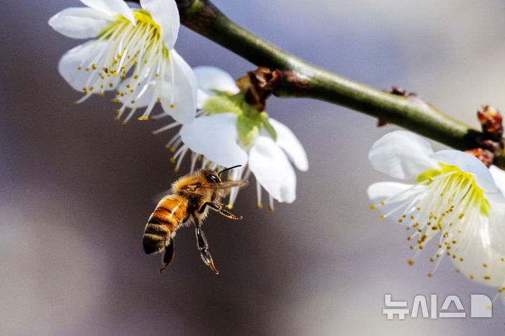 [남해=뉴시스] 차용현 기자 = 주말인 14일 오후 경남 남해군 고현면 인근 들녘에 봄의 전령 매화꽃이 활짝 꽃망울을 터뜨려 봄 소식을 전하고 있다. 2026.03.14. con@newsis.com