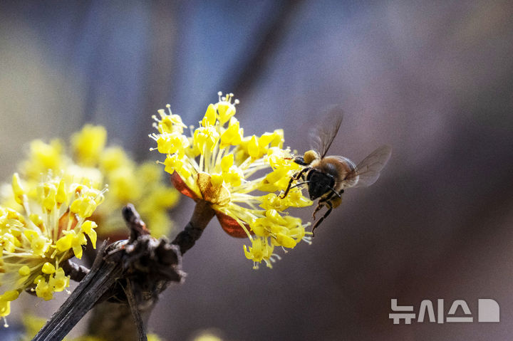 [남해=뉴시스] 차용현 기자 = 주말인 14일 오후 경남 남해군 고현면 인근 들녘에 봄의 전령 산수유꽃이 꽃망울을 터뜨려 봄 소식을 전하고 있다. 2026.03.14. con@newsis.com