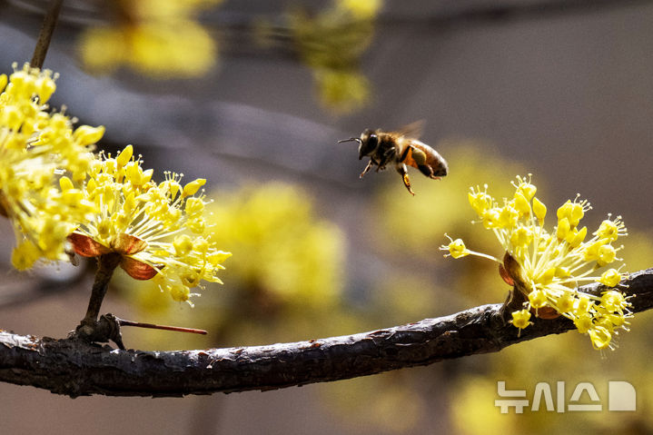[남해=뉴시스] 차용현 기자 = 주말인 14일 오후 경남 남해군 고현면 인근 들녘에 봄의 전령 산수유꽃이 꽃망울을 터뜨려 봄 소식을 전하고 있다. 2026.03.14. con@newsis.com