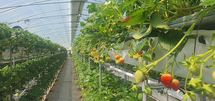 [논산=뉴시스]논산시가 26일부터 29일까지 개최되는 2026 논산딸기축제를 앞두고 축제장을 찾는 방문객들이 안심하고 구매할 수 있는 최고 품질의 딸기를 선보이기 위해 딸기 안전성 검사를 추진하기로 했다. 2026. 03. 15 photo@newsis.com *재판매 및 DB 금지