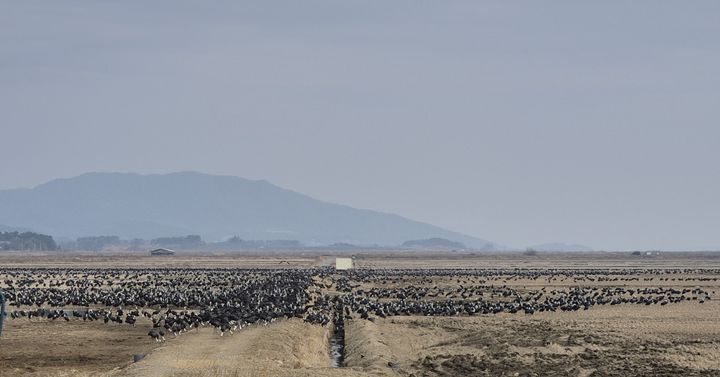 충남권 내륙 아침 가시거리 1㎞ 미만 안개…미세먼지 '나쁨'