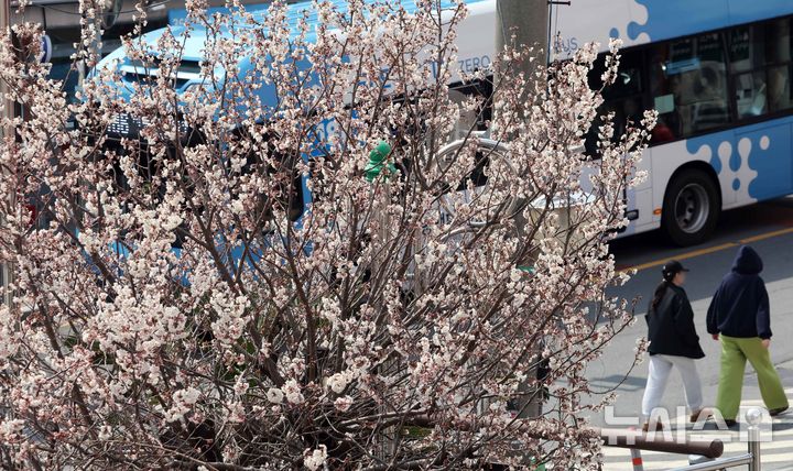 [부산=뉴시스] 하경민 기자 = 포근한 날씨를 보인 15일 부산 부산진구의 한 주택가에서 벚꽃이 활짝 펴 시민들의 눈길을 사로잡고 있다. 2026.03.15. yulnetphoto@newsis.com