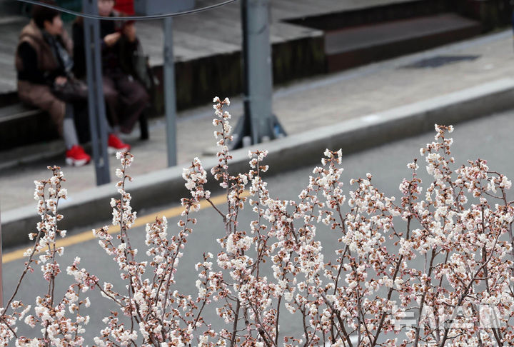[부산=뉴시스] 하경민 기자 = 포근한 날씨를 보인 15일 부산 부산진구의 한 주택가에서 벚꽃이 활짝 펴 시민들의 눈길을 사로잡고 있다. 2026.03.15. yulnetphoto@newsis.com