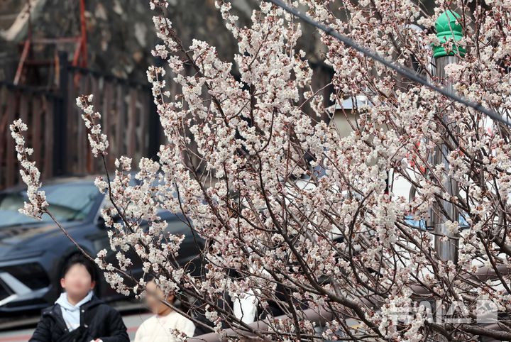[부산=뉴시스] 하경민 기자 = 포근한 날씨를 보인 15일 부산 부산진구의 한 주택가에서 벚꽃이 활짝 펴 시민들의 눈길을 사로잡고 있다. 2026.03.15. yulnetphoto@newsis.com