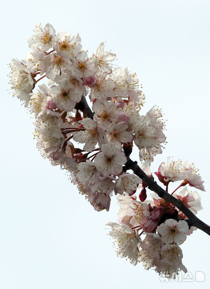 [부산=뉴시스] 하경민 기자 = 포근한 날씨를 보인 15일 부산 부산진구의 한 주택가에서 벚꽃이 활짝 펴 시민들의 눈길을 사로잡고 있다. 2026.03.15. yulnetphoto@newsis.com