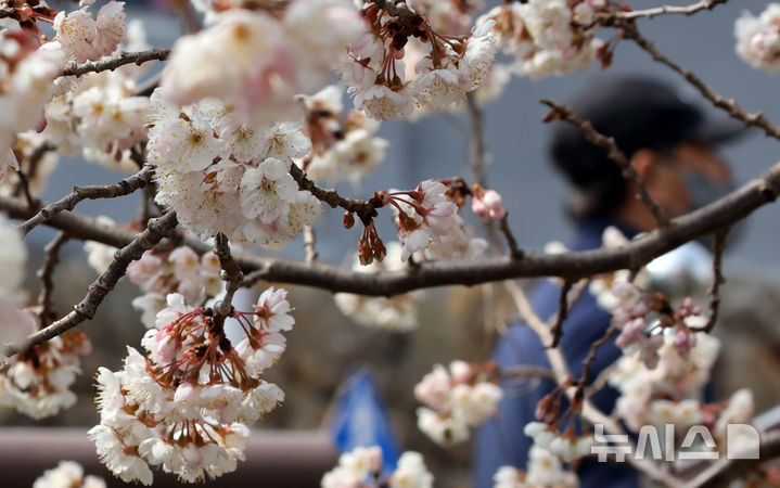 부산 부산진구의 한 주택가에 활짝 핀 벚꽃. (뉴시스DB) photo@newsis.com