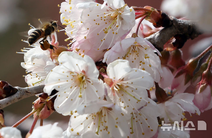 [부산=뉴시스] 하경민 기자 = 포근한 날씨를 보인 15일 부산 부산진구의 한 주택가에서 꿀벌이 활짝 핀 벚꽃을 찾아 꿀을 모으고 있다. 2026.03.15. yulnetphoto@newsis.com