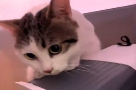 [뉴시스] (사진=중국 소셜미디어 더우인 캡처. 반려동물 가게 앞에 남겨진 고양이 '라이바오') 2026.03.16. *재판매 및 DB 금지