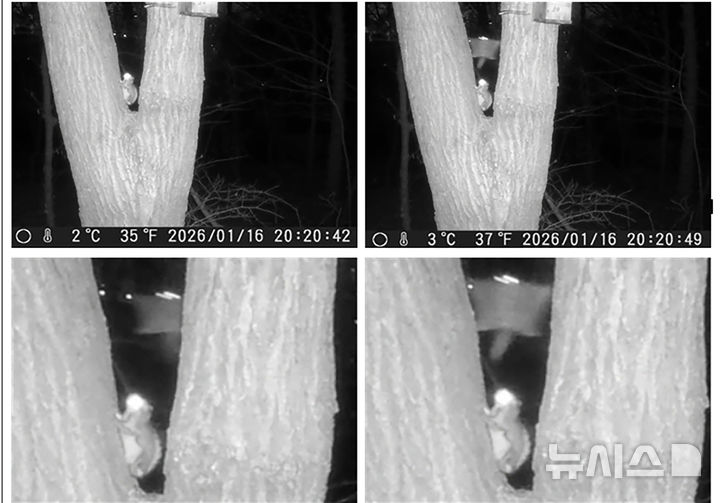 [성남=뉴시스]성남 영장산 일대 무인센서 관찰카메라에 포착된 하늘다람쥐 (사진=성남시 제공) 2026.03.16.photo@newsis.com