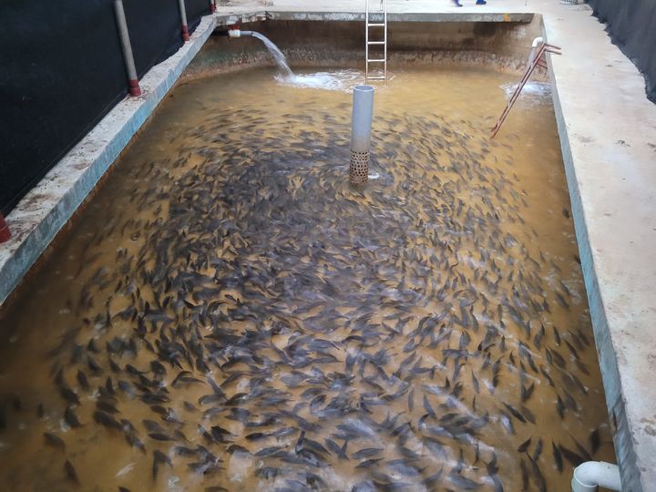 [제주=뉴시스] 제주 서귀포시 대정읍지역 말쥐치 실증 양식장. (사진=제주도 제공) photo@newsis.com *재판매 및 DB 금지