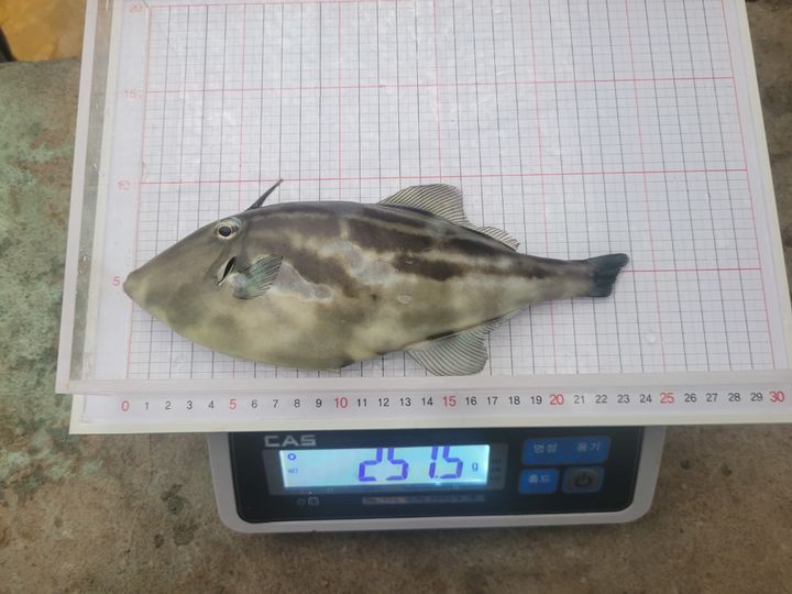 [제주=뉴시스] 제주도 해양수산연구원 말쥐치. (사진=제주도 제공) photo@newsis.com *재판매 및 DB 금지