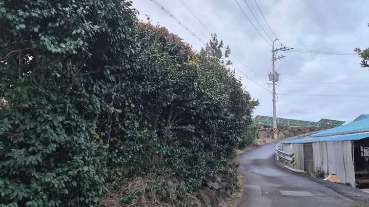 [제주=뉴시스] 제주시 한 감귤원 인근 방풍수 모습. (사진=제주시 제공) 2026.03.16. photo@newsis.com *재판매 및 DB 금지