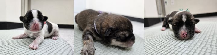 [횡성=뉴시스] (왼쪽 부터)딸기, 포도, 오이. (사진=횡성군 제공) 2026.03.16. photo@newsis.com *재판매 및 DB 금지