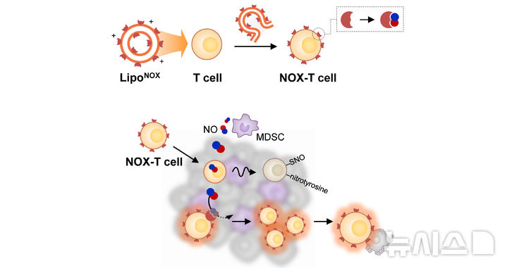 [포항=뉴시스] = 세포 표면 엔지니어링 기술을 이용해 형성된 일산화질소 소거능을 가진 T 세포와 이를 이용한 효과적인 T 세포 치료제의 항암 효과. (사진=포스텍 제공) 2026.03.16. photo@newsis.com&nbsp;&nbsp; 