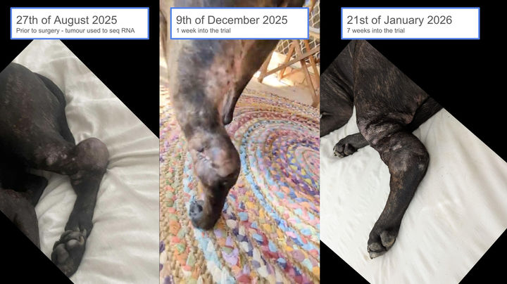 [뉴시스] 호주의 한 기업가가 인공지능(AI)을 활용해 반려견을 위한 맞춤형 암 백신을 개발해 화제가 되고 있다. (사진=폴 코닝햄 링크드인 캡처) *재판매 및 DB 금지