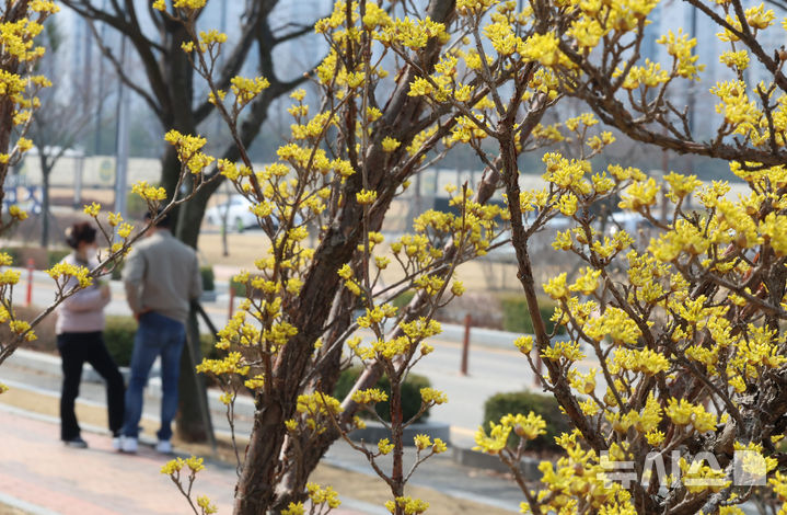 [인천=뉴시스] 전진환 기자 = 온화한 봄 날씨를 보인 지난 16일 인천 연수구 승기천 인근 산책로에서 산수유나무가 노란 꽃망울을 터뜨리고 있다. 2026.03.16. amin2@newsis.com