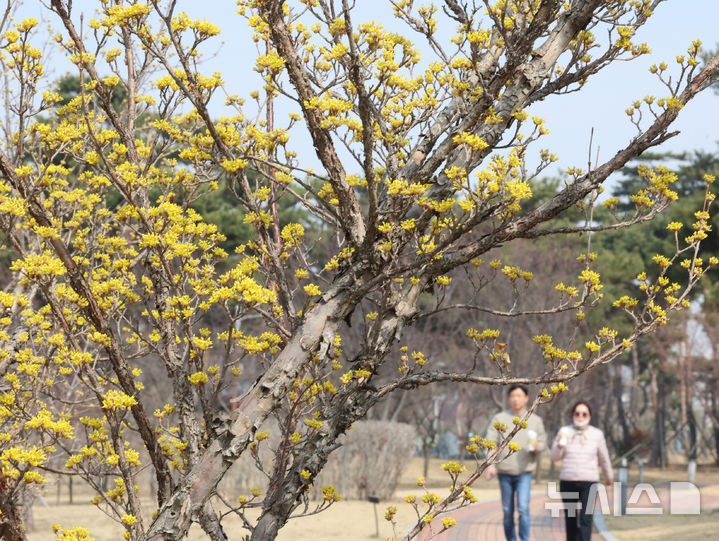 산책로에 핀 산수유(사진=뉴시스 DB)
