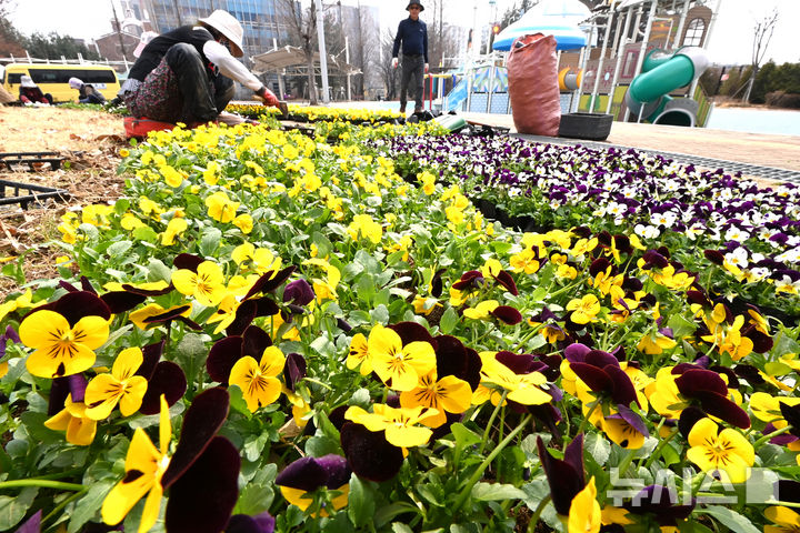 [평택=뉴시스] 김종택 기자 = 포근한 날씨를 보인 16일 경기 평택시 신장근린공원에서 관계자들이 팬지 등 봄꽃을 화단에 심고 있다. 2026.03.16. jtk@newsis.com