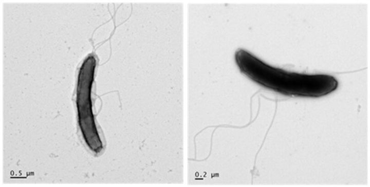 [세종=뉴시스] 스포로무사 스패로이데스 현미경 사진. (사진=국립생물자원관 제공) 2026.03.17. photo@newsis.com *재판매 및 DB 금지