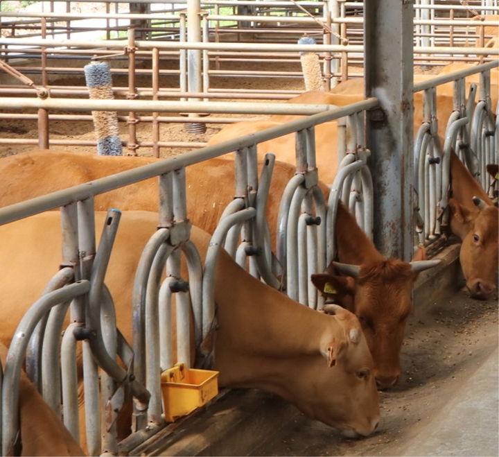 [춘천=뉴시스] 17일 강원특별자치도는 올해 조사료 생산·이용 지원에 국비 등 총 144억원을 투입한다고 밝혔다. 강원특별자치도 제공. *재판매 및 DB 금지