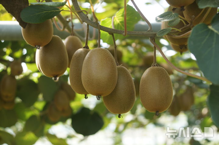 [제주=뉴시스] 제주산 스위트 골드키위. (사진=뉴시스 DB). photo@newsis.com 