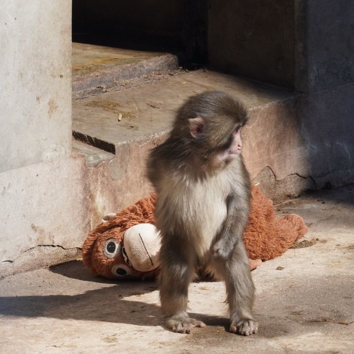 [뉴시스] 봉제인형과 함께 있는 '펀치'. (사진=X 'seo_ing_look') *재판매 및 DB금지 *재판매 및 DB 금지