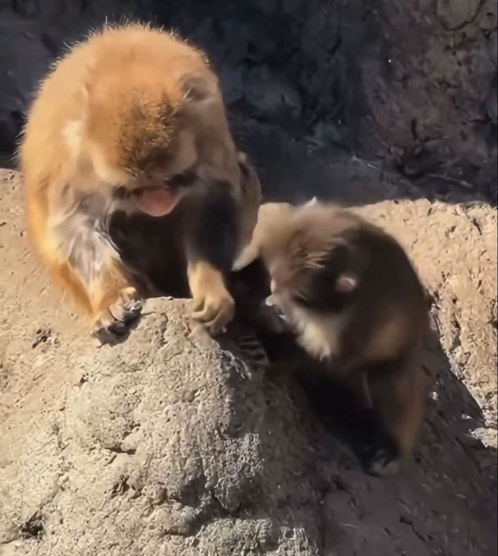 [뉴시스] 또래 원숭이와 함께 있는 '펀치'. 오른쪽이 펀치다. (사진=X 'seo_ing_look') *재판매 및 DB금지 *재판매 및 DB 금지