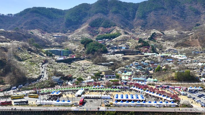 [광양=뉴시스] 제25회 광양매화축제장. (사진=광양시 제공) photo@newsis.com *재판매 및 DB 금지